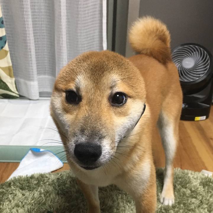 61e20c8f 2819 4071 a4d1 5f56edb5f227