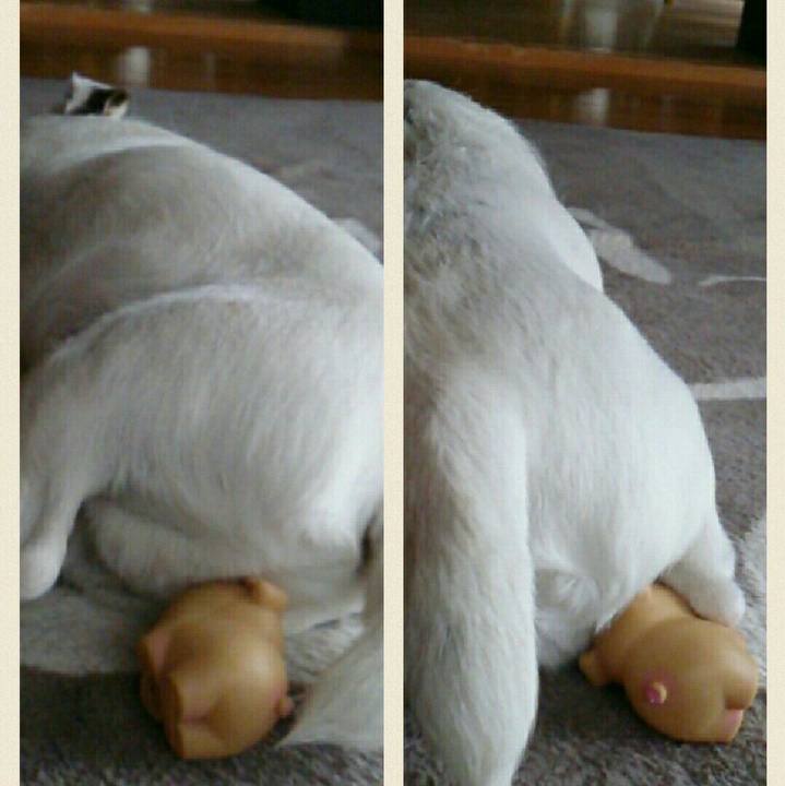 61fac86b 0dc1 41ef 9185 b90be4553081