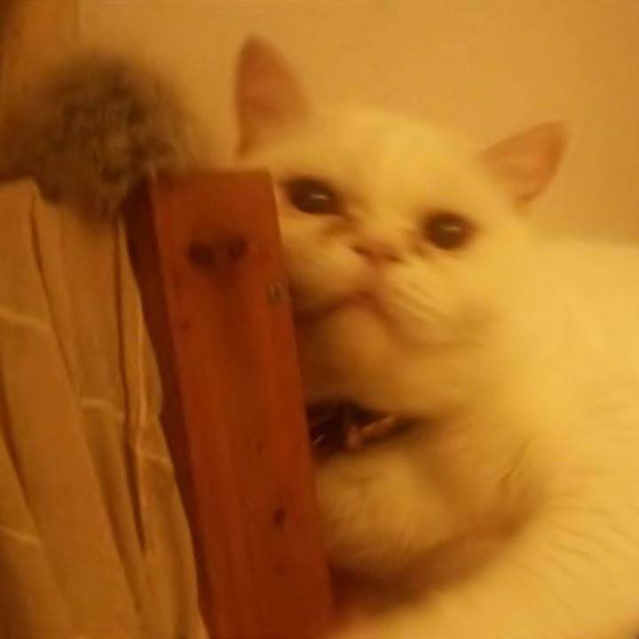 61fade7a af1c 4132 9f78 96b77a8d8f11