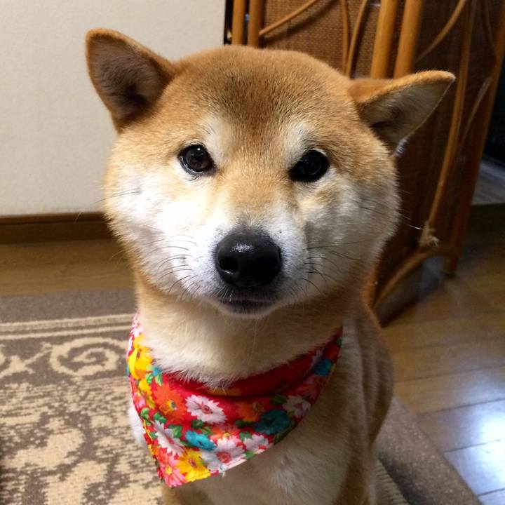 620cda83 1980 4963 9194 fb4e05dceedd