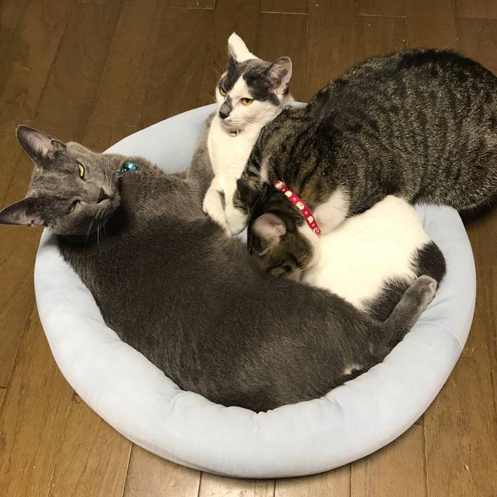 62153be6 4289 4137 ba4b a3370fe7b774