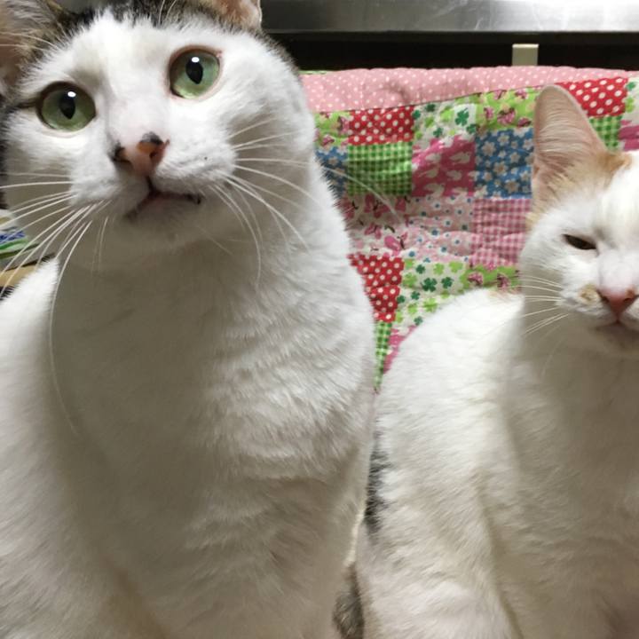 62189c70 2590 4b2a baff 84e23080c5bd