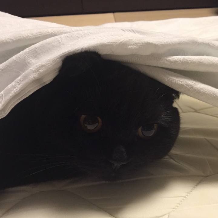 622906a8 4e98 45dd 96e5 8f8d86526472