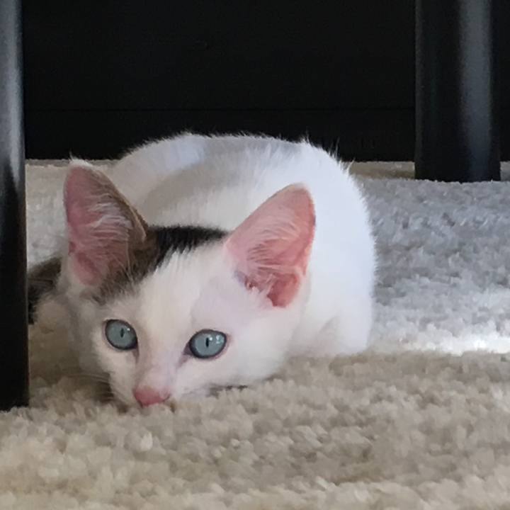 622d638b d753 4693 8c6a 96ddc2b6a159