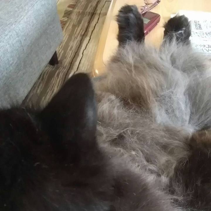 62333a58 1589 4e51 9b6f 916338ebb859