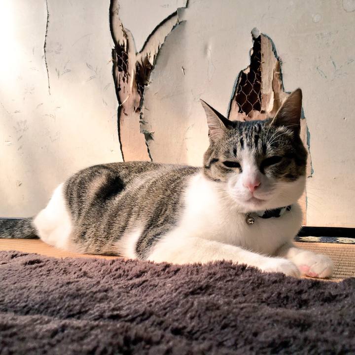 62356a0c 28cd 4412 a3b2 a49b8f55a41f