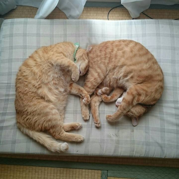 625bd8cb 2642 4960 b929 22de5745236d