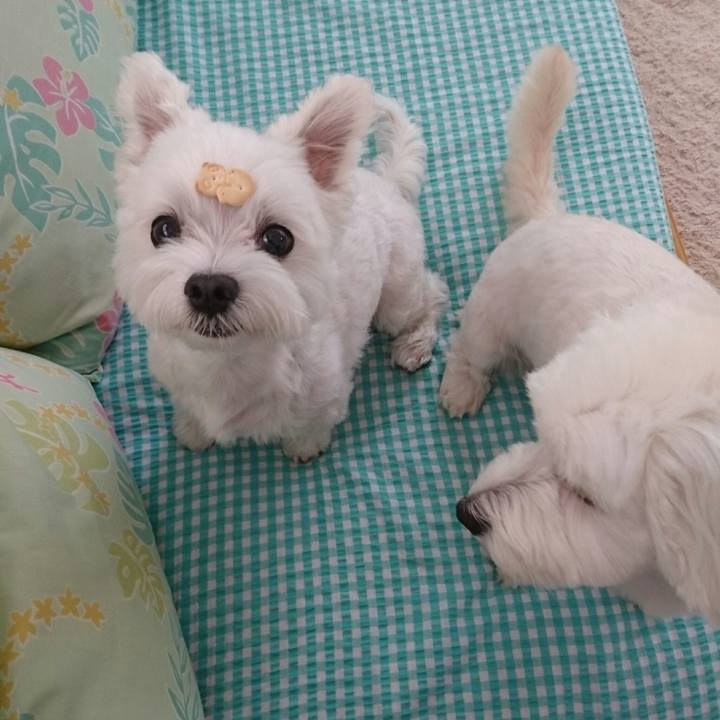 628f902a 4851 4dcd 8b4e 8a433ab955a6