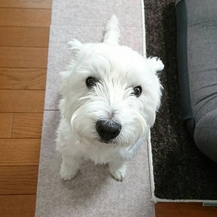 6296e5de 72bf 4049 bd8a 8c192ad0096f