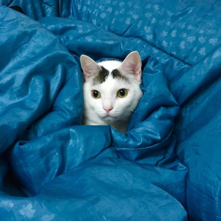 629c04b4 c2d5 47cc b114 6aa68b461d74