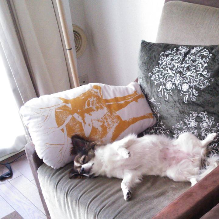 629c8ef3 5a16 488a 84cf f47617fc13a4