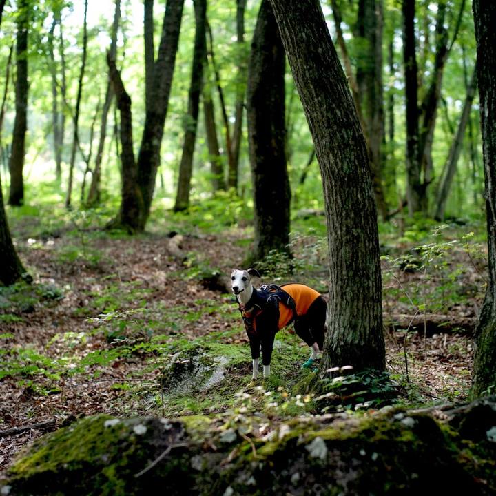 62a063e4 26e6 4982 8e6d 052d63226c59