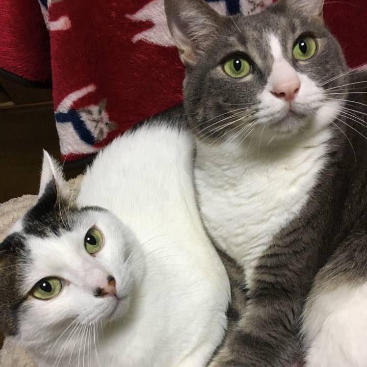 62a3bbb2 3ed0 4c22 8de0 9fdb91e0274e