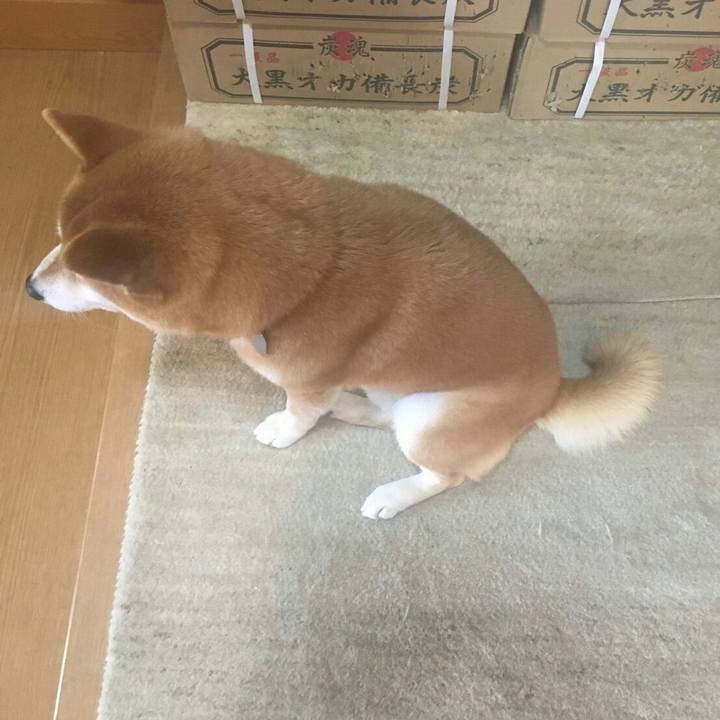 62a423c1 d8c2 4805 a0ab 9abd766cb3ef