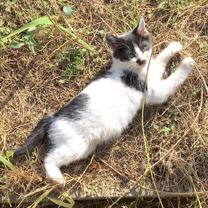 62b90636 cc45 4822 a4db 2a3cd43696e6