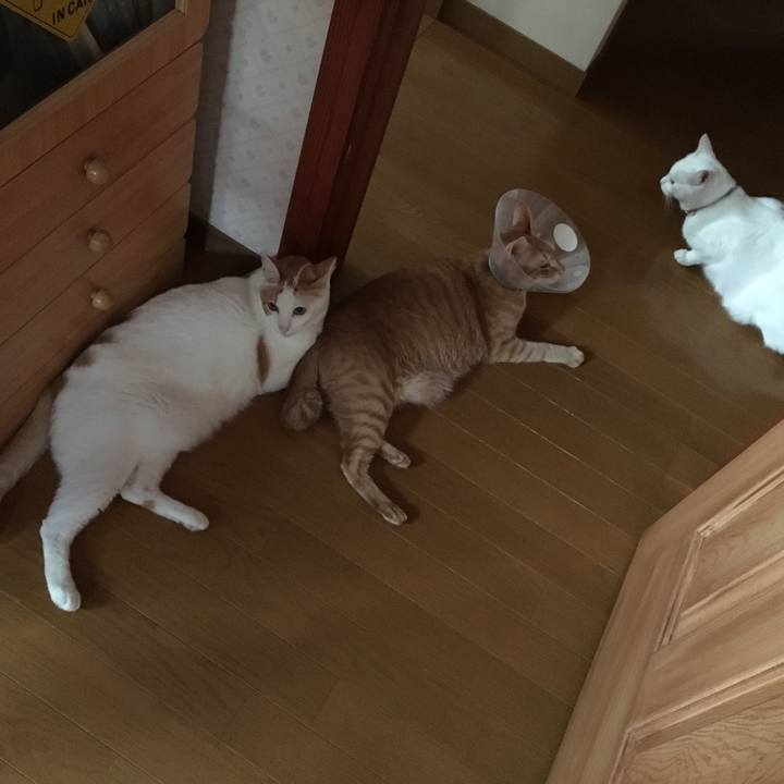 62bf5c4b e630 4f79 8892 07919905fe8d