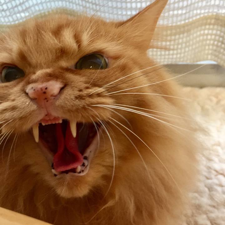 62c335b6 509c 4589 8e19 c54db2047f98