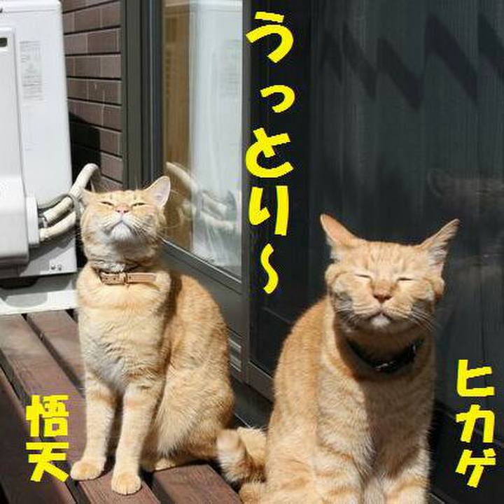 62c8474b 6b95 4b98 a704 859f91b52182