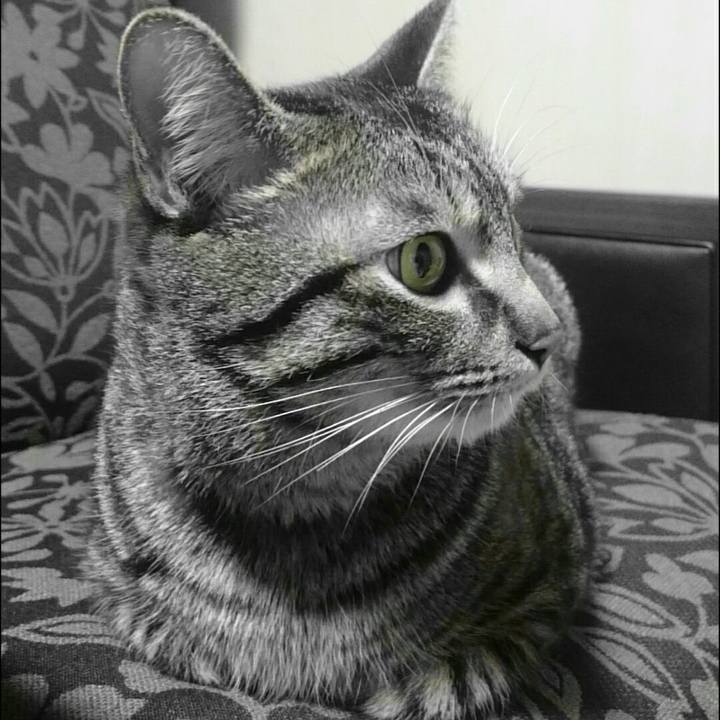 62c8c070 41c2 4c9b ad8b 5a87beabc724