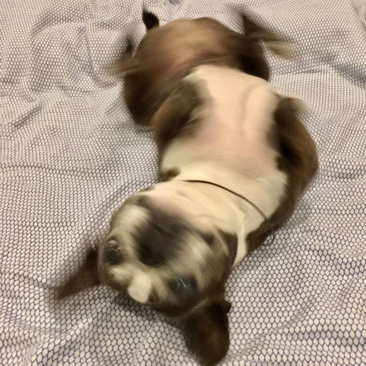 62da81fc 88b9 408d 8e66 2ea7413c744c