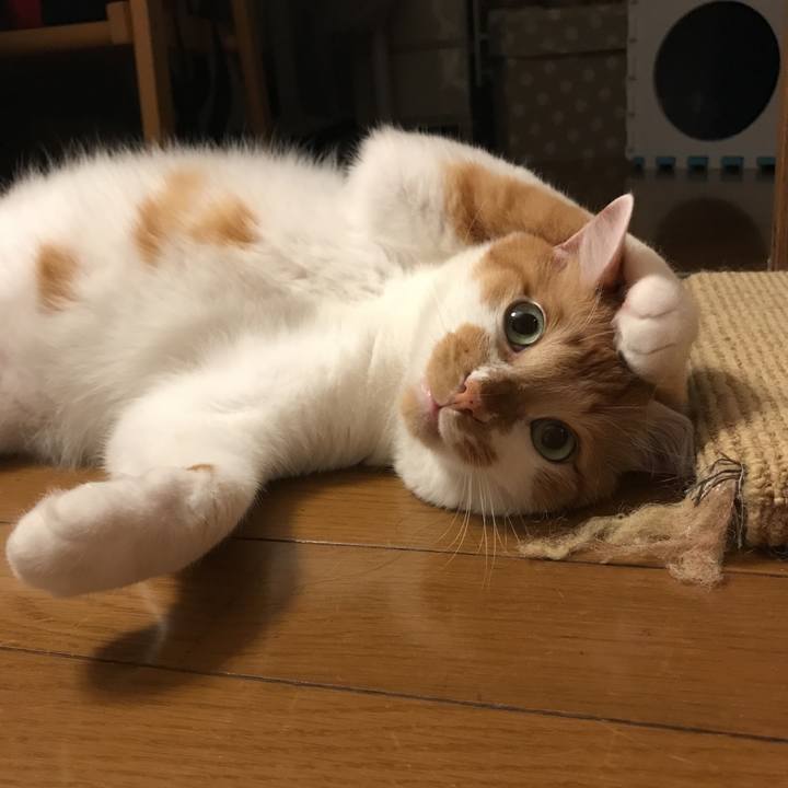 62dca066 8089 4934 91fd 4266b86fc9f4