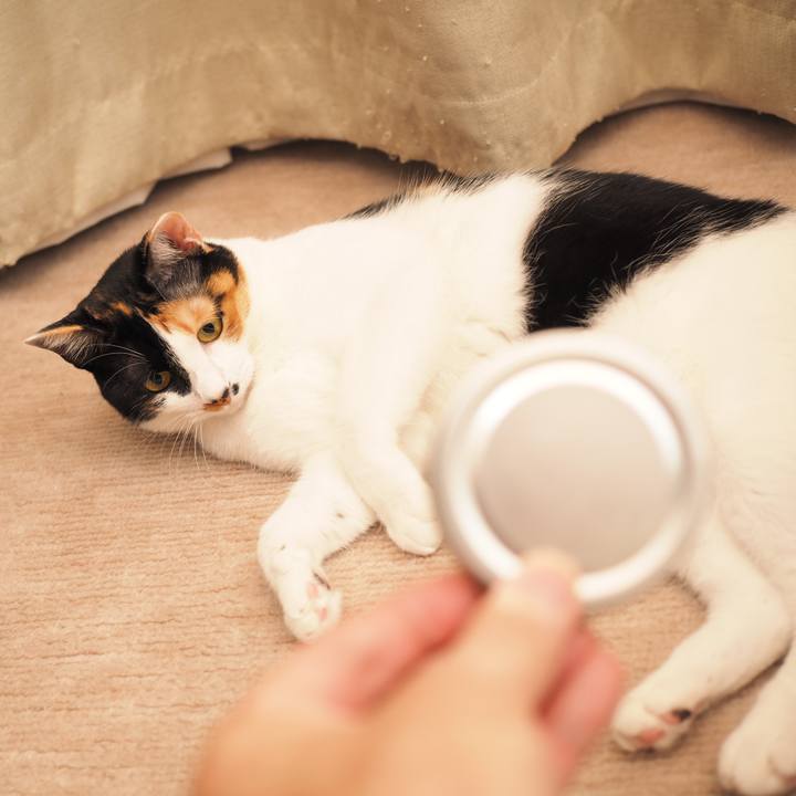 62e4407f b334 4d65 b954 c98ff72fcb0b