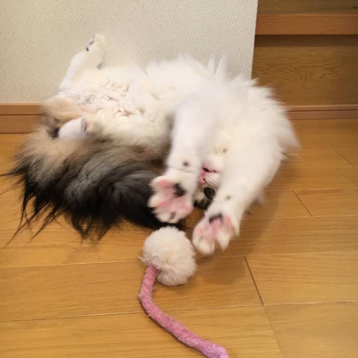 62f0145e e46c 445f abf0 7b20f4800601