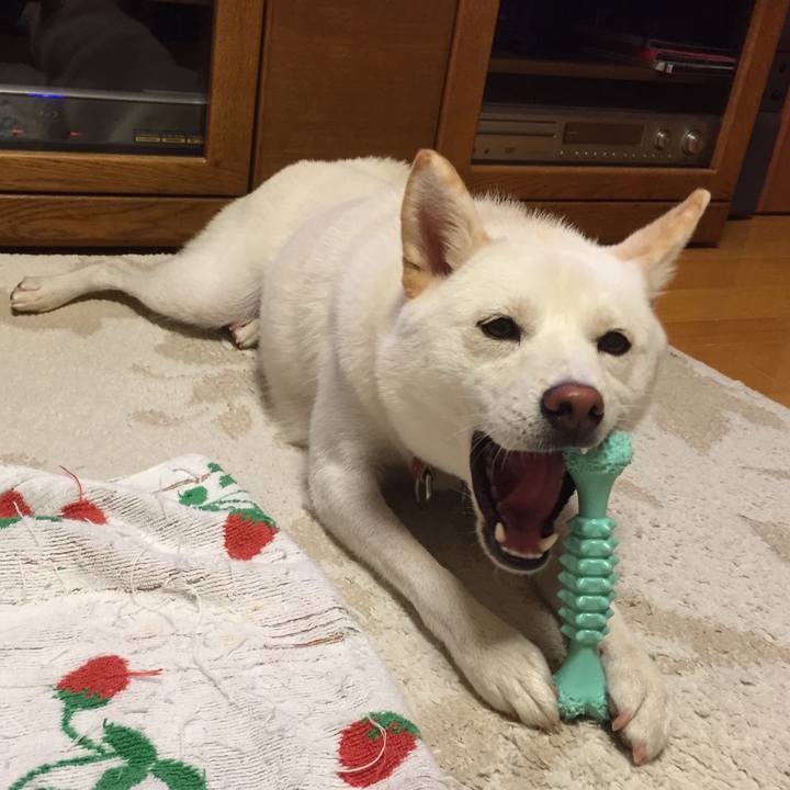 62f4ac1d ee40 4cdb 9d69 9237ddc479d8