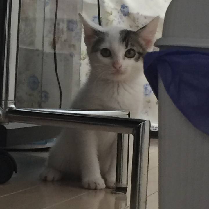 630a6736 6aba 4482 b675 d7b104581283