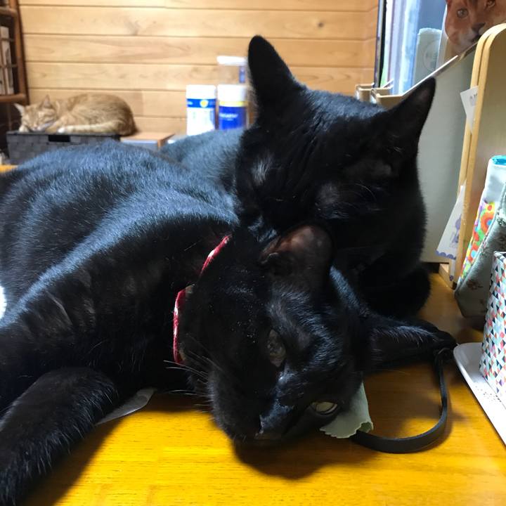 6320ed96 fcfd 445c a072 17bb1c896a29