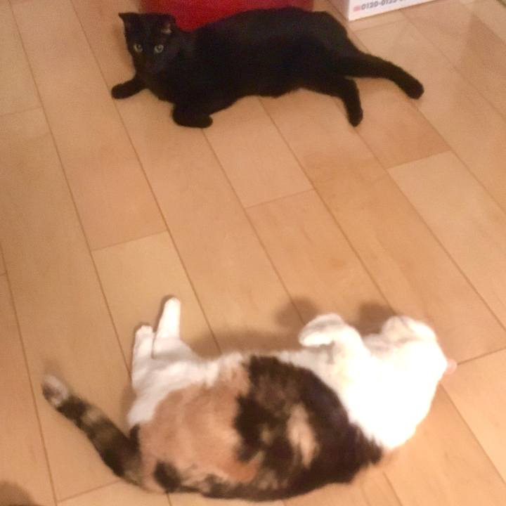 632c03bc 2a01 40dd b8a1 fd84f3698f31