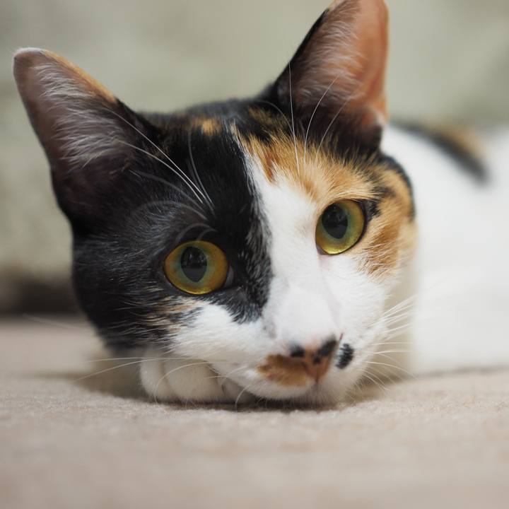 6335bca4 3b8f 4752 804c fb8a0930a3be