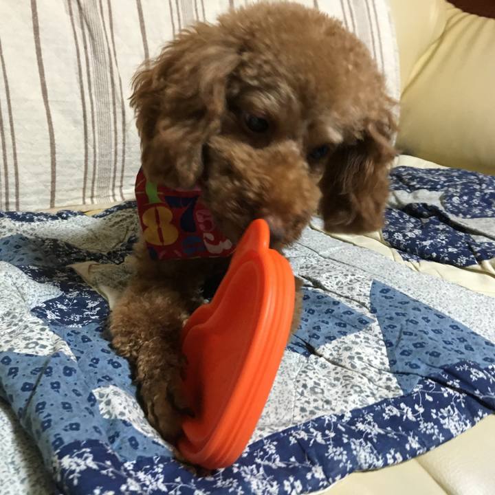 6336dc7f 3eac 4429 ac73 8bfa8a2cb5ac