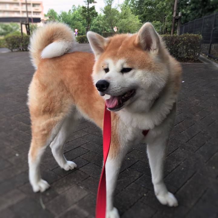 6338ab20 fa16 492b abcf b56df1b70a84