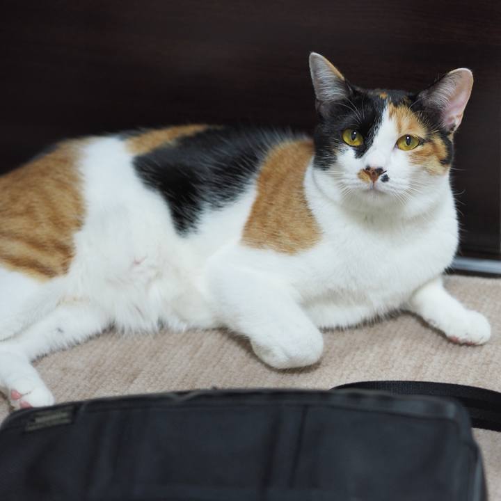 6339a3c7 c35f 490f 95b9 24e1bdfb50f3