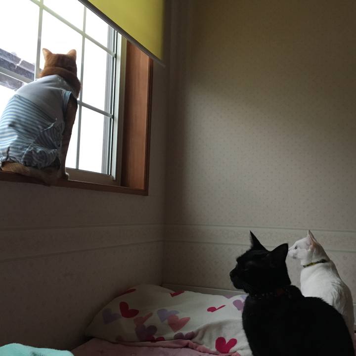 6355b221 66ab 4044 bfd1 6cfdaa0d58ed