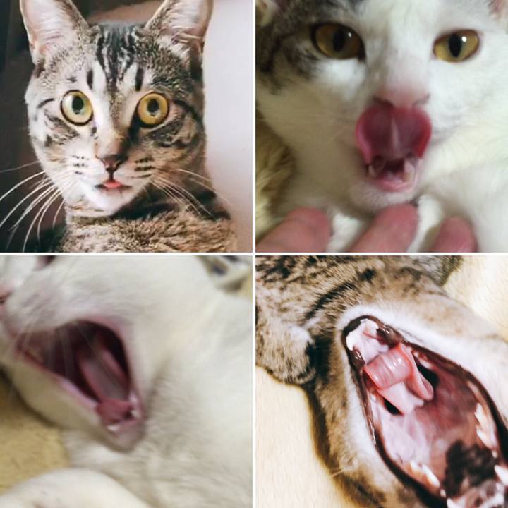 636f0956 c29c 424c 9f72 3388b0aff45b