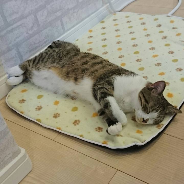 636f5200 63db 44cb ac0d 5606c3f414da