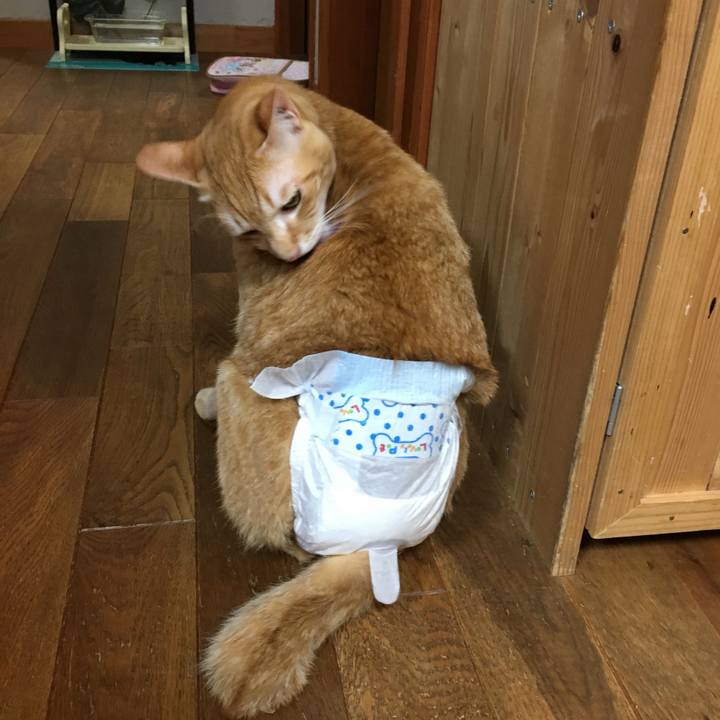 637004c2 3b9e 473b 8036 89687d4944a3