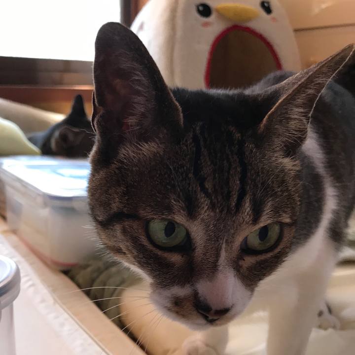 6383ded6 9993 495a bcb4 f6b5d3438fc6