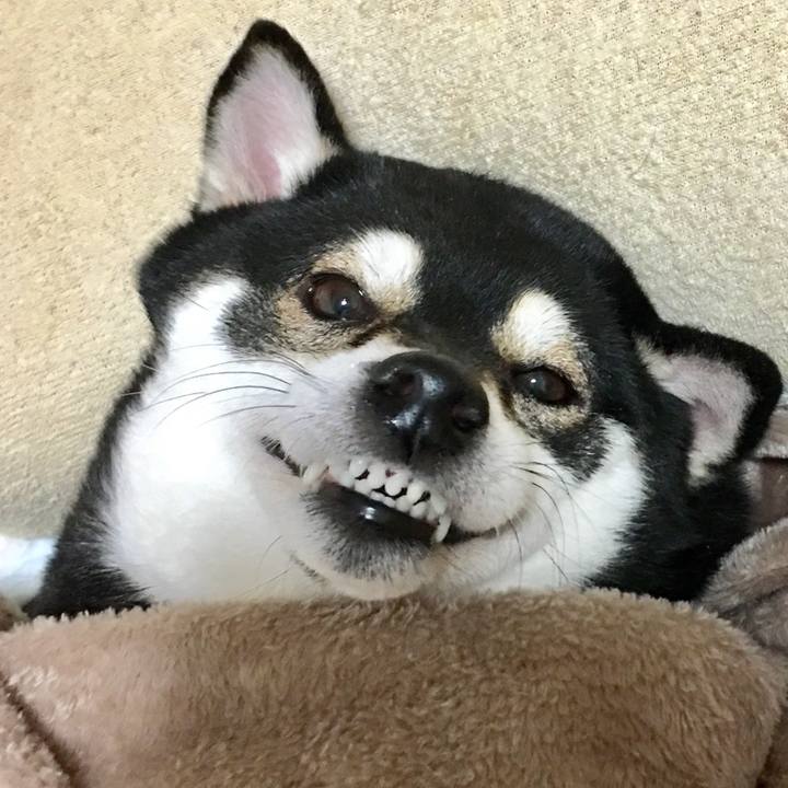 6383ea7b c175 44d9 8dfa 8fc43372e452