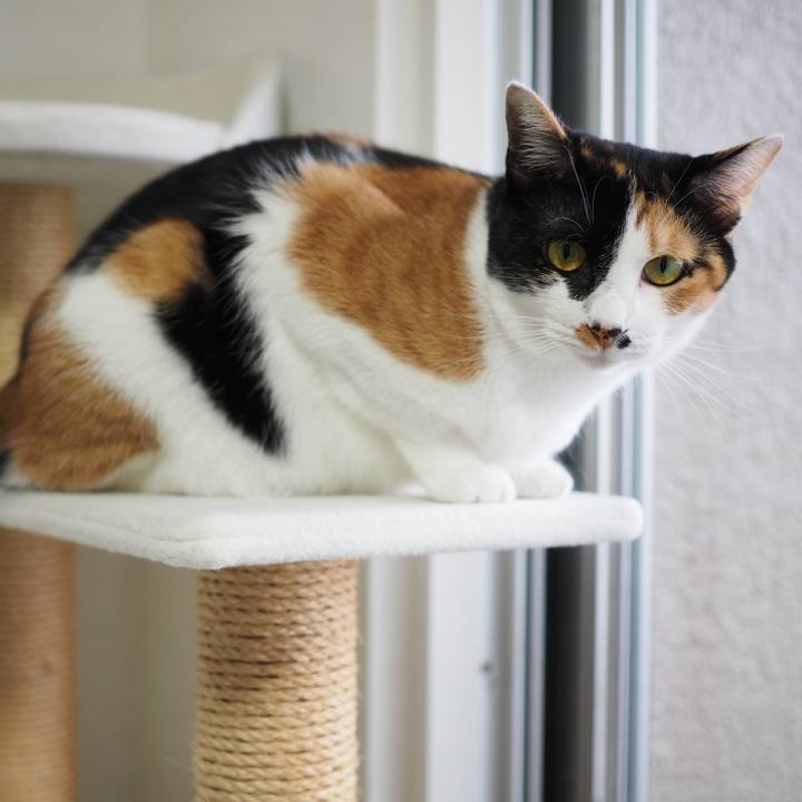 638f7b0f dd17 44e0 9fae ad571e5dceb5