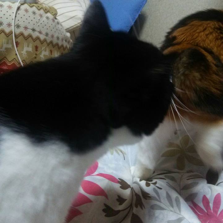 63ac4ae8 64af 4ac8 887e bf1796639fad