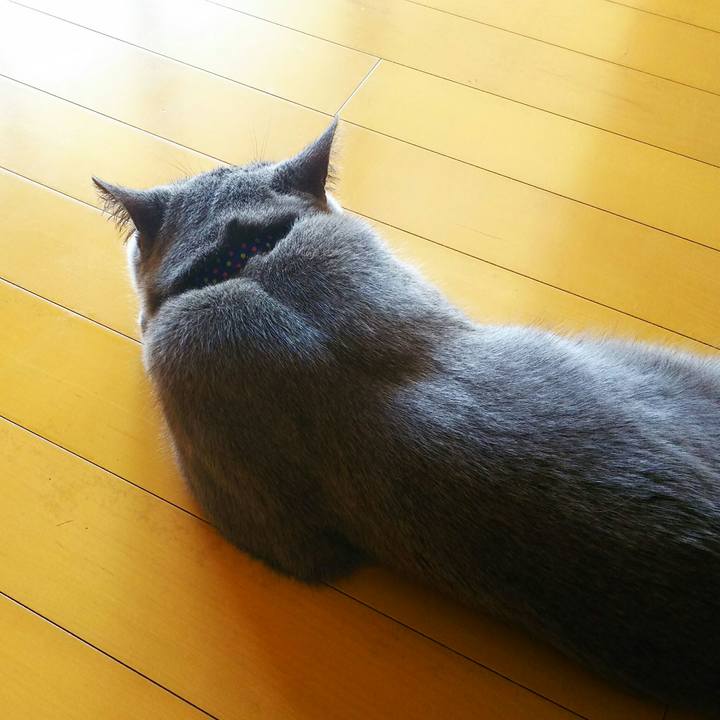 63cc8688 1c39 430f b364 ada7849dd1f5