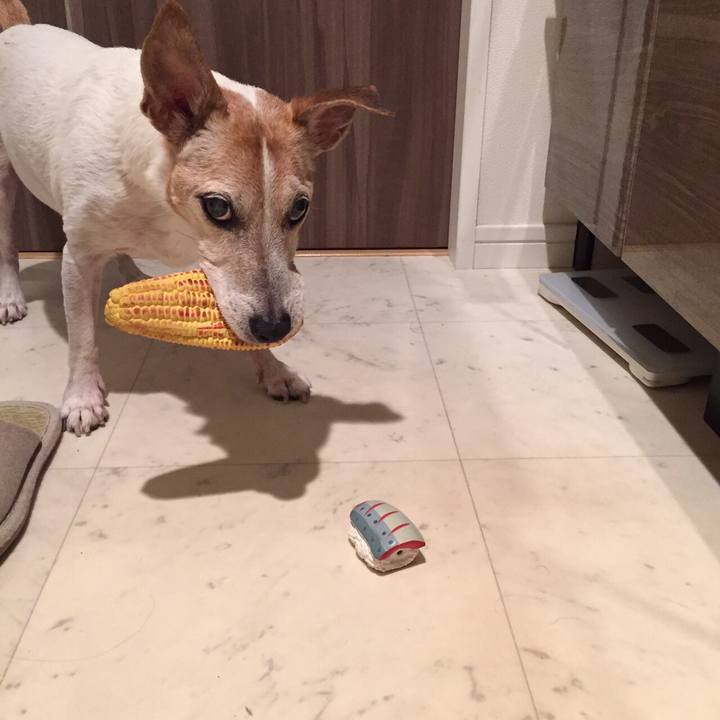 63e9d2c9 9c31 455d 9c98 f6c4c8fe1c73