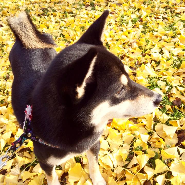 63ef2226 4504 4417 9485 f546880fa404