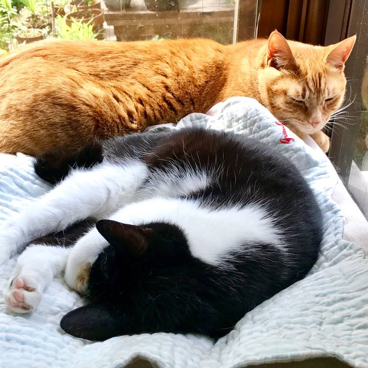 63fc18e5 e352 40b1 85ae 9de61d1abb88