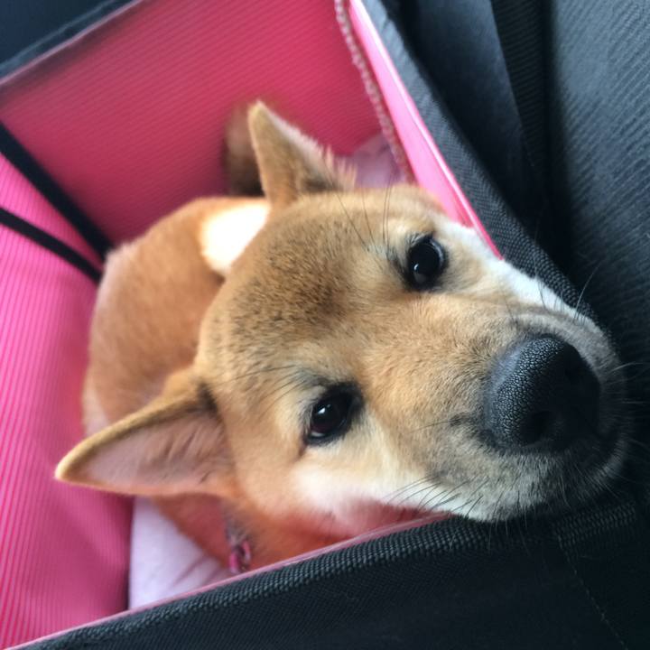 64219e41 4795 44be 8f70 a091d83c3d6d