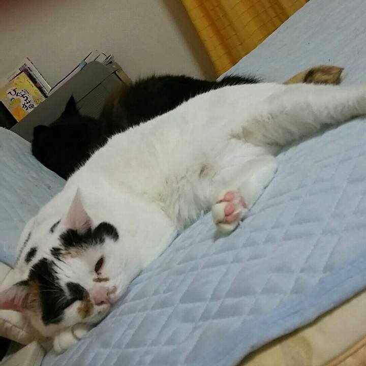 64294a8f 7ff2 40aa 82a3 5e247bbb8cd8