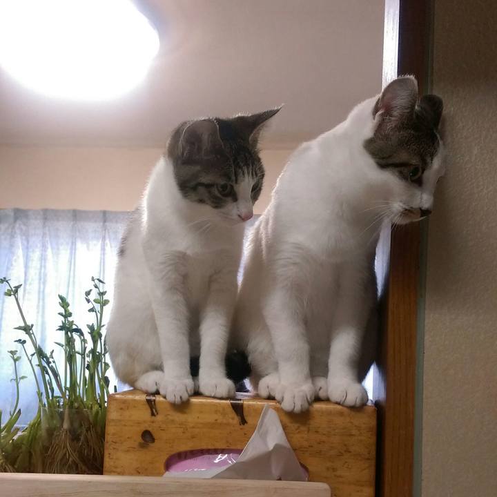 642fc2c9 dec2 451e b91a 981683f033a5